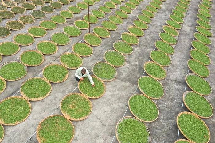 关于新华每日电讯:福鼎白茶茶中黑马,改变万千人生的信息(5)