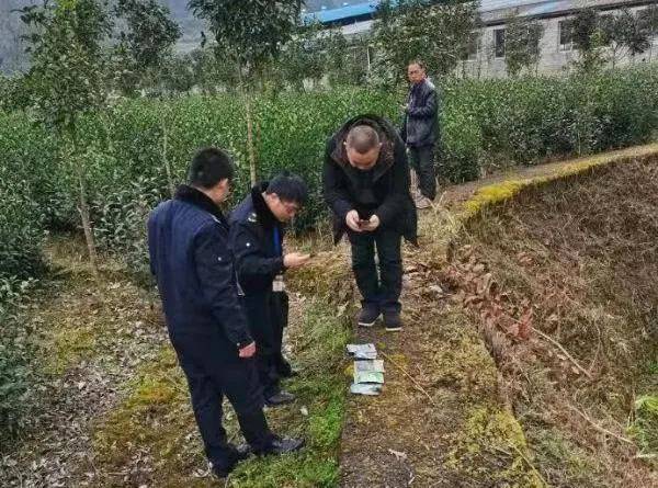 关于零容忍！凤冈县开出贵州省2021年茶园违规使用草甘膦第一张罚单的最新消息(1)