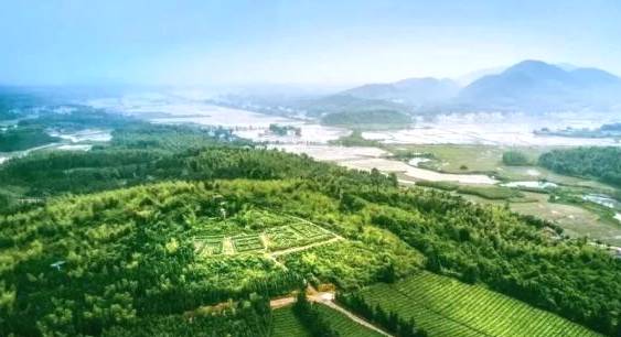 关于擦亮“茶叶之乡”名片，咸宁茶产业探索突围之路！的热门消息(3)