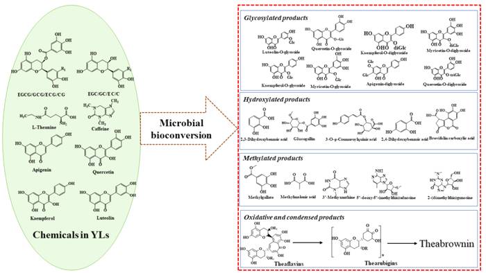 有关于[科研进展] 黑茶化学成分研究取得新进展的最新信息(2)