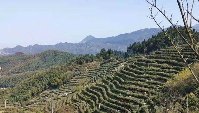 有关于南岳区十里茶乡 干茶产值达7000余万元的资讯