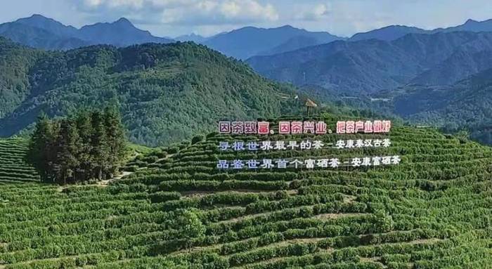 关于“国际茶日”分会场活动在安康平利举办,省长赵一德出席并致辞!的最新资讯(9)