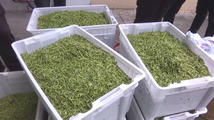 有关于中国白茶特色小镇的产业振兴路：质量立茶 绿色兴茶 品牌强茶的最新资讯(2)