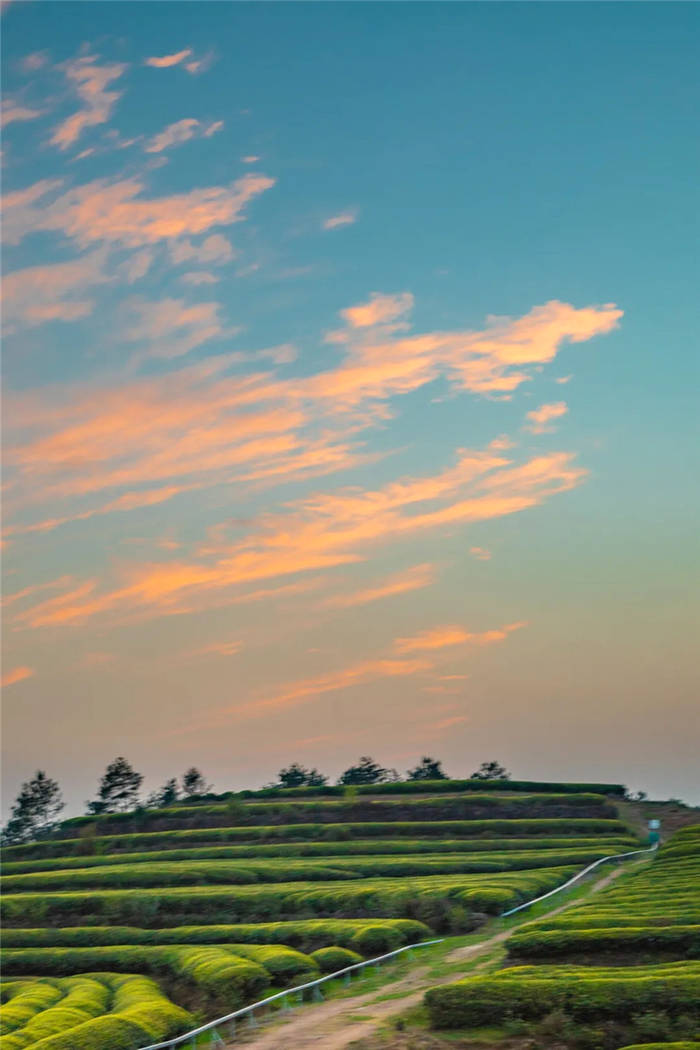 有关于泰顺筱村镇：葛垟茶场春欲暮 客来烹茶三杯香的消息(14)