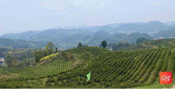 有关于茶园剪影 又是一年采茶季 春色满园盼君来的最新资讯(20)