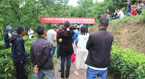 关于凤庆县小湾镇：突出“三个一千”行动 为广大茶农解决病虫害防治难题的热门消息