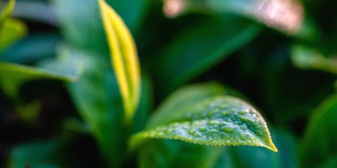 关于三月春光好采茶 宁洱20余万亩现代生态茶园进入采摘期的最新信息(15)