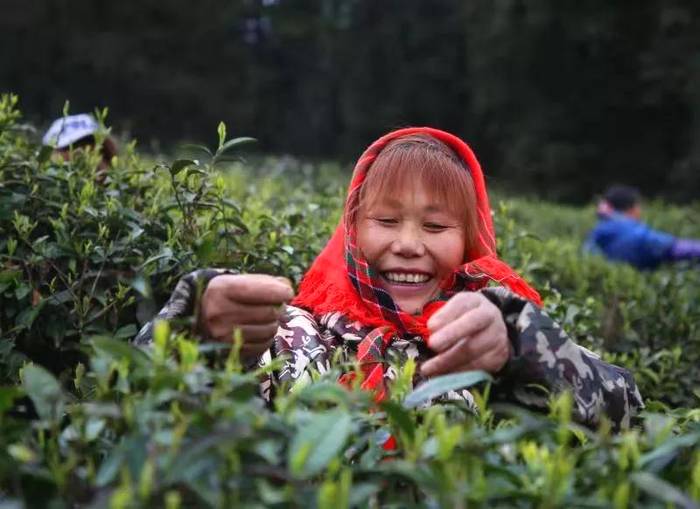 关于宽阔水4000余亩野生茶树 茶品已走向全国的新闻(2)