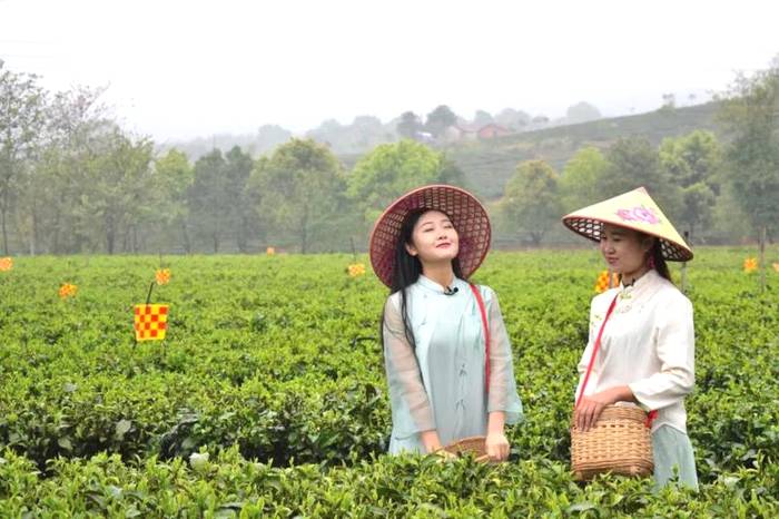 关于3月26日，2021第三届中国·英德红茶头采节，即将启幕！的最新资讯(2)