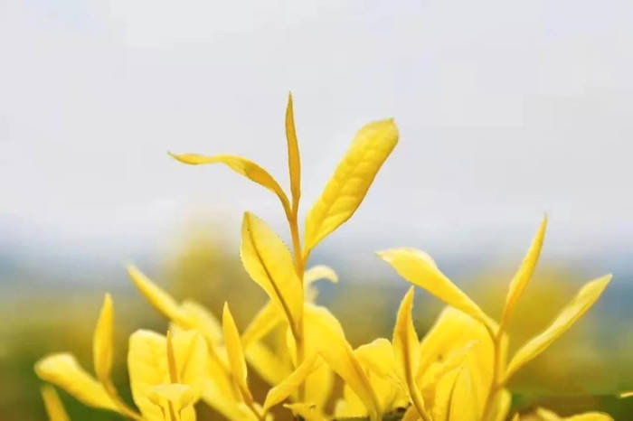 有关于通过三个案例看陕西茶产业在脱贫攻坚中发挥的重要作用的最新信息(4)