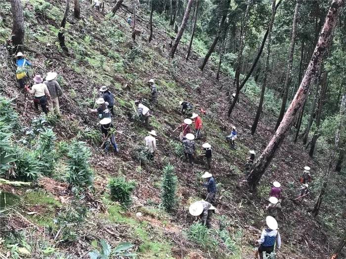 有关于勐海县打击种茶毁林行为 坚决守好绿色“家底”的热门信息(3)