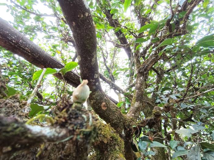 有关于普洱古树春茶发芽简报：大户赛茶园发芽良好，过几天就可以采摘了的热门新闻(3)