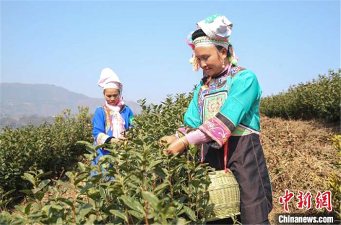 关于贵州省第一部促进茶产业发展法规正式施行的热门资讯(1)