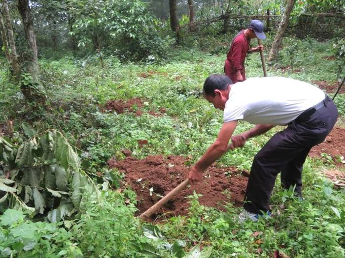 关于小新街乡:加大古树茶种植 夯实乡村振兴产业基础的热门信息(4)