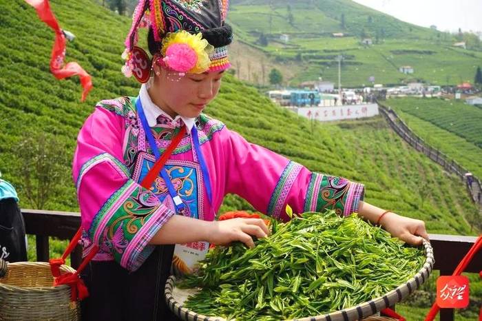 有关于胡继承在2021年全省采茶技能竞赛作大赛情况通报的热门消息(12)