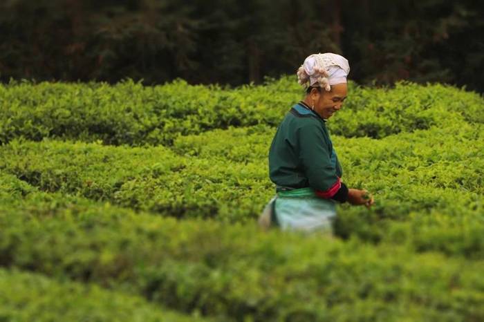 关于茶叶龙头企业的责任与担当——看“骏眉中国”如何助力脱贫攻坚与乡村振兴的热门信息(8)