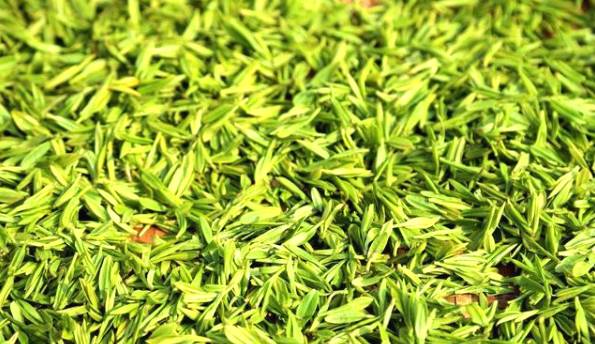 关于南京高淳桠溪 生态茶园春茶开采 制作碧螺春干茶销往市场的热门新闻(2)