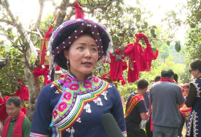 有关于墨江米地古树茶开采 拍卖所得28万元全部捐赠的最新信息(5)