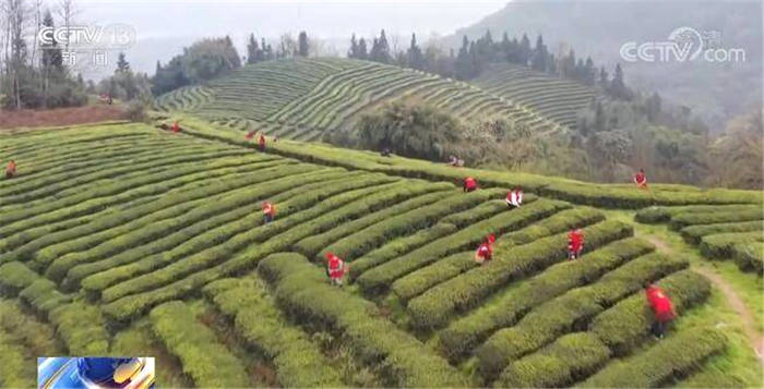 有关于南方主要产茶区：人勤春来早 春茶采摘忙 的热门信息(1)