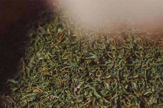 有关于福建省委书记尹力：茶叶是福建的一张名片的热门消息(19)