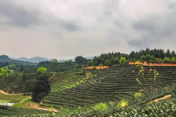 关于松溪县成功续报全国绿色食品原料（茶叶）标准化生产基地的热门消息(1)