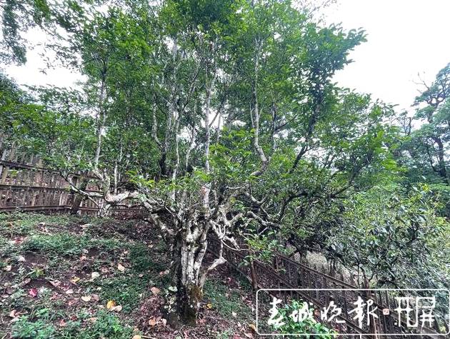关于南糯山古树春茶产量高于去年,“一品一码”可精准溯源的信息(2)