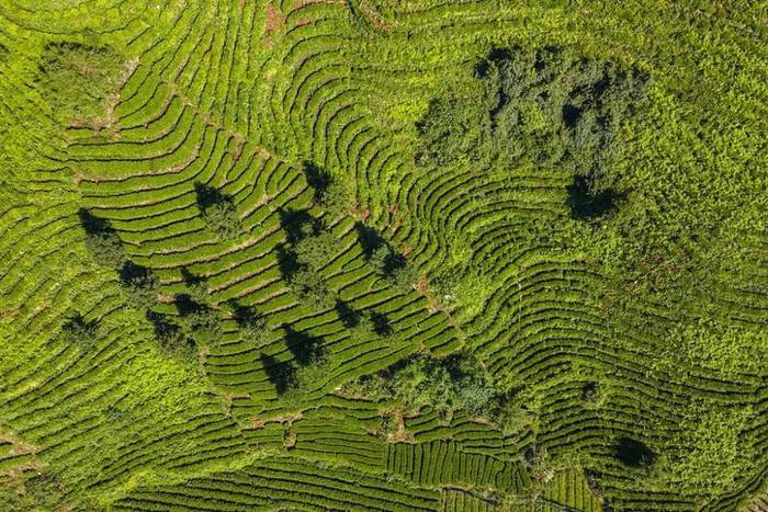 有关于湘西州:推广新技术 助力茶产业高质量发展的消息