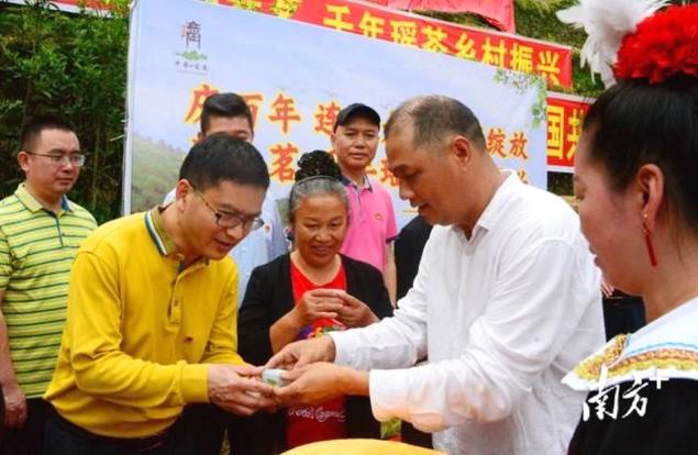 有关于连南马头冲村开采2021年清明高山千年古树茶的消息(2)