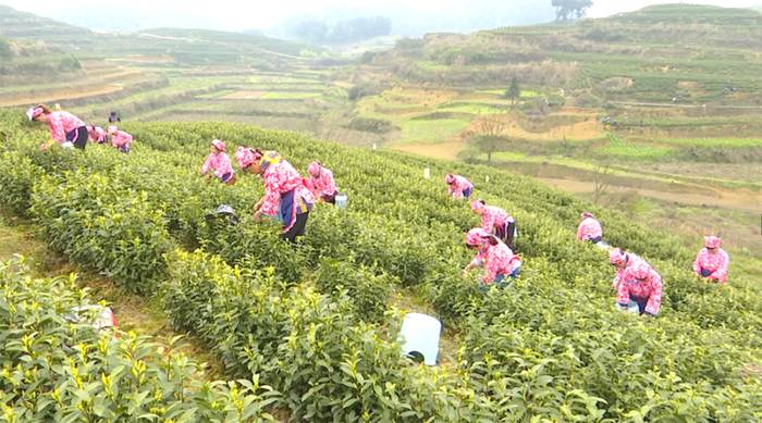 有关于奋斗百年路 启航新遵义 春天里,采茶忙!的消息