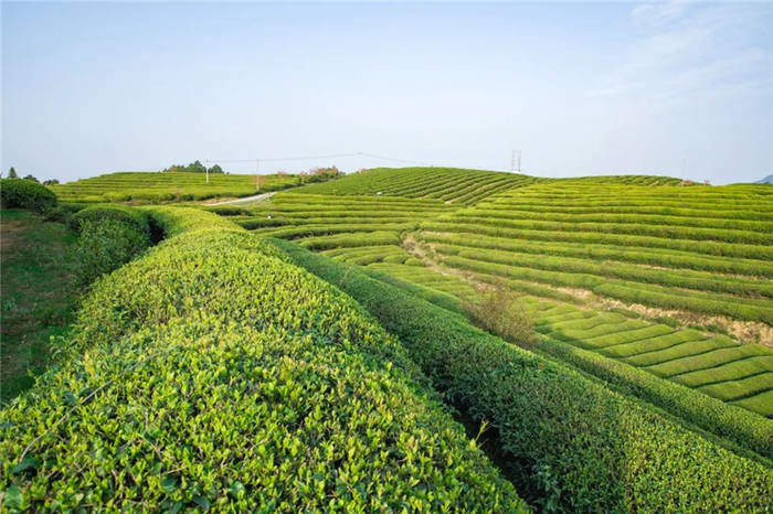 有关于泰顺筱村镇：葛垟茶场春欲暮 客来烹茶三杯香的消息(8)