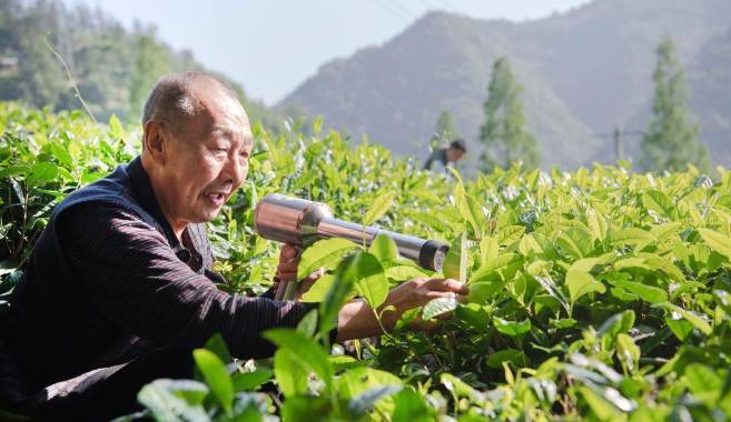 有关于陕南茶业：绿染秦巴山川 成就“金山银山”的信息(6)