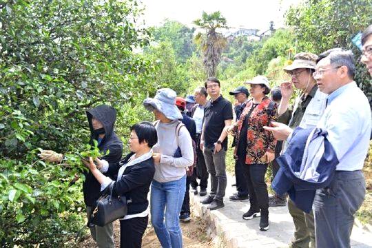关于国内茶叶专家到云县漫湾镇白莺山古茶园进行科学考察的热门信息(4)
