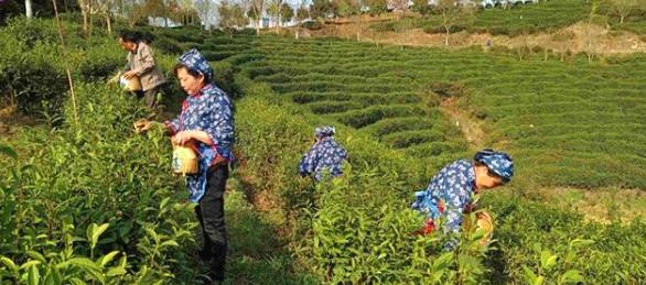 关于陕西汉中:春茶采摘正当时,不负春光不负民的最新信息