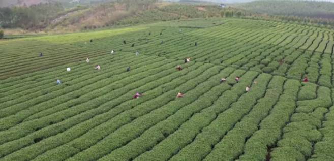 关于象州县妙皇乡思高村委古琶村茶园正式开采的热门新闻(5)