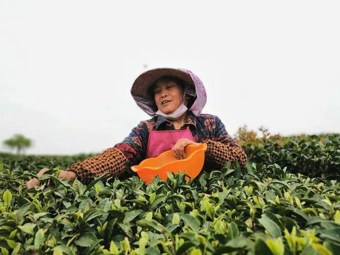 有关于从卖茶叶到卖风景：贵安新区开启“茶旅结合”转型路的热门资讯