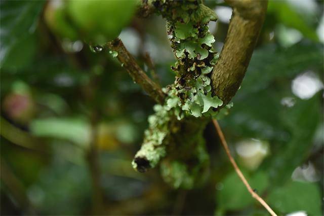 关于一周热门：石门银峰价值18亿、兴海【御品·老班章】上市、安徽茶博会项目签约34.11亿的热门新闻(3)