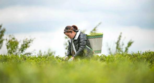 有关于黔西新金村大力发展茶产业，助推脱贫攻坚的消息(1)