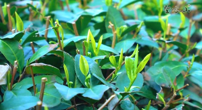 有关于日照春茶开采！今年产量怎样？啥时候上市？的信息