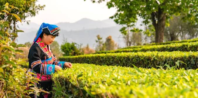 关于三月春光好采茶 宁洱20余万亩现代生态茶园进入采摘期的最新信息(1)