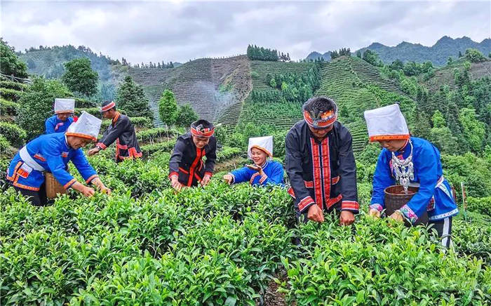 有关于广西推出“茶十条” 来宾茶产业高质量发展迎来新机遇的热门信息(1)