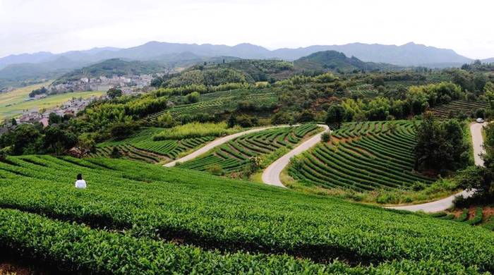 关于松溪6.87万亩茶叶基地成功续报全国绿色食品原料标准化生产基地的热门资讯