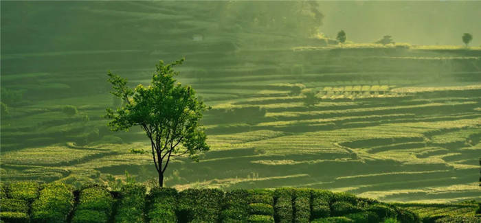 关于坐拥万亩茶田,来四川雅安解锁春日限定耍法的最新信息(31)