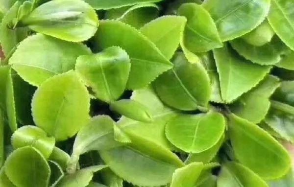 关于古树茶强势回归!2021年云南山头茶价格发布的热门资讯(9)