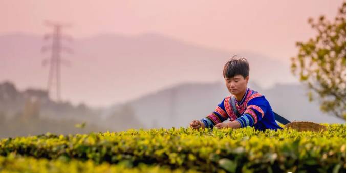 关于三月春光好采茶 宁洱20余万亩现代生态茶园进入采摘期的最新信息(2)