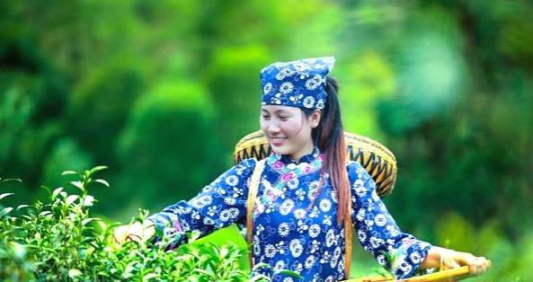 有关于一“叶”致富——“桑植白茶”地标助力乡村振兴纪实的热门新闻(1)