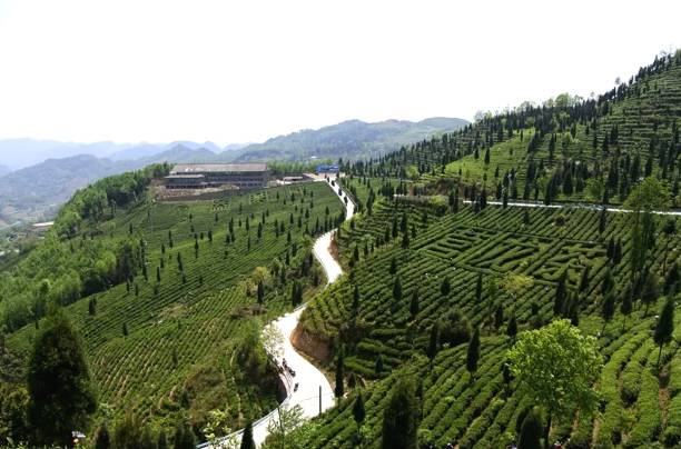 有关于黔西南35万亩春茶迎来采收季 茶农采茶忙的热门消息(5)