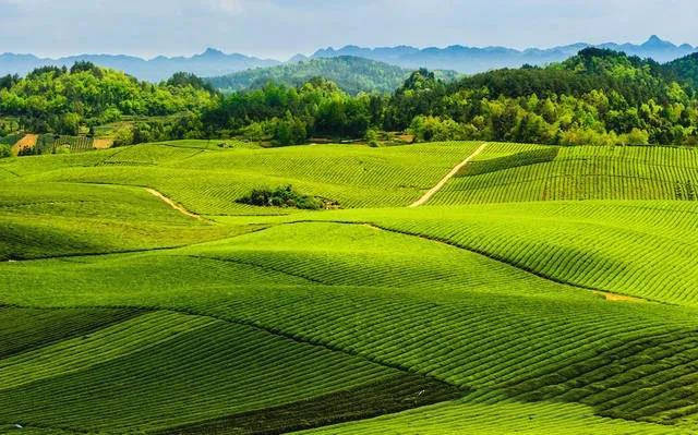 有关于贵州省湄潭:六十万亩茶园隐藏着科技密码的信息(1)