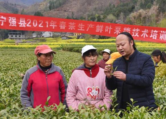 关于陕西汉中:春茶采摘正当时,不负春光不负民的最新信息(4)