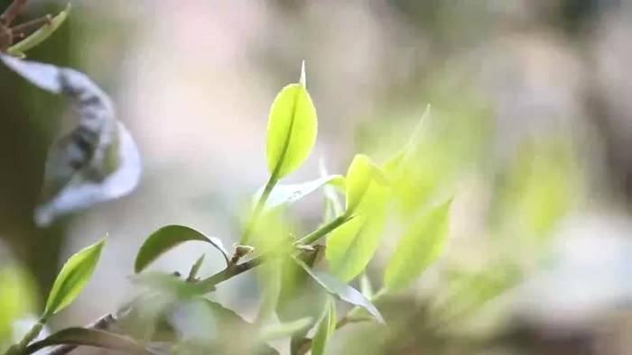 有关于双江冰岛春茶采摘准备就绪，茶农增收在望的资讯(2)