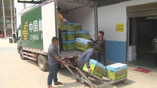 关于云南昌宁:第一批春茶上市 茶价上涨茶农乐的热门新闻(3)